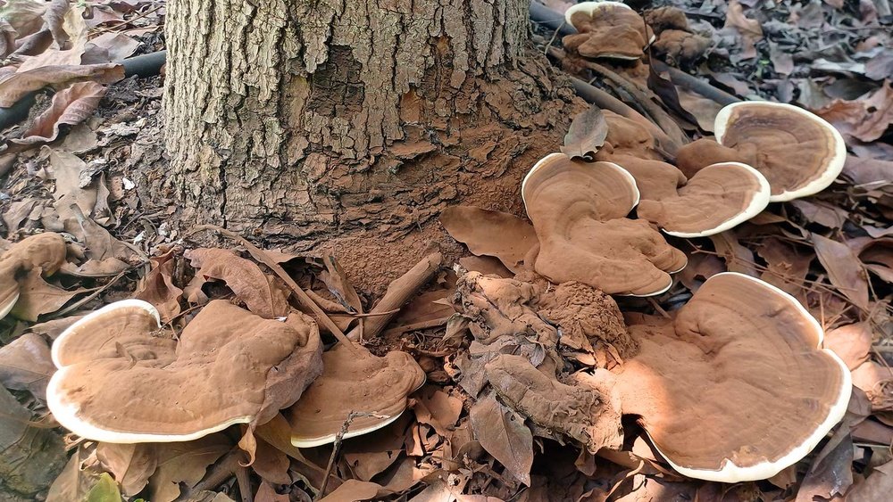 10 Common Mushroom Growing Mistakes And How to Avoid Them