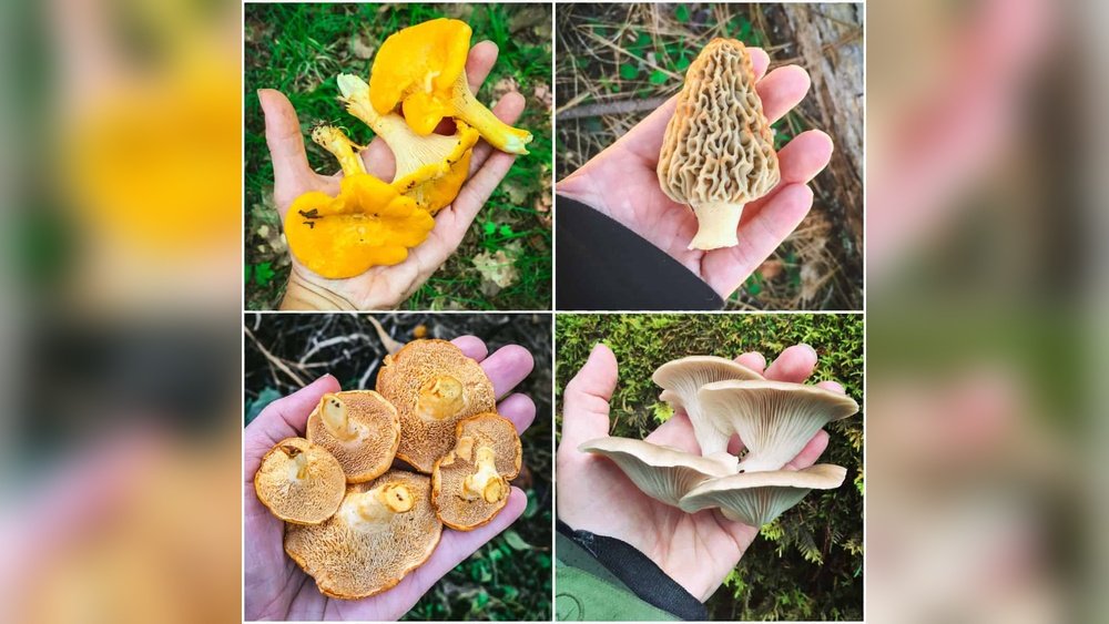 5 Easy-To-Find Medicinal Mushrooms You Can Forage in North America