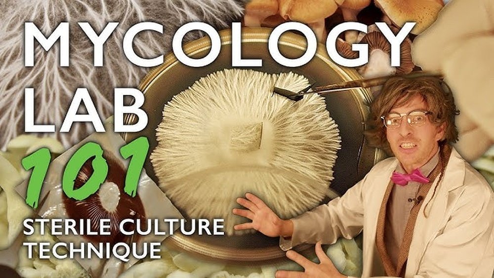 Agar Work for Mushroom Cultivation: Cloning And Transfers And Recipes