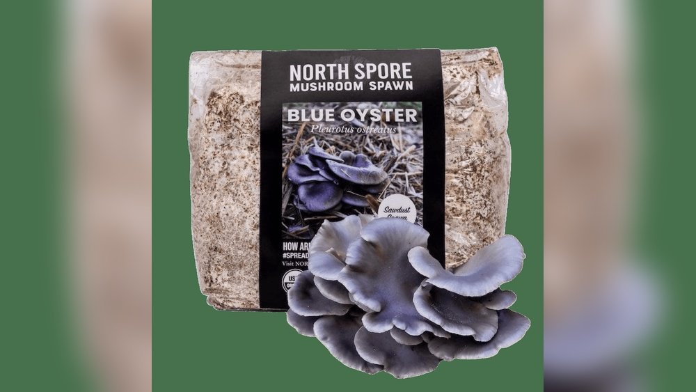 Best Mushroom Growing Substrates: Straw And Sawdust And Wood Chips And More