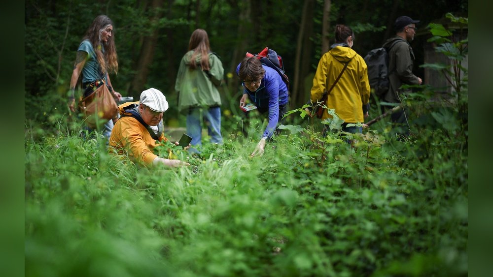 Building a Mushroom Foraging Community: Clubs And Walks And Online Groups