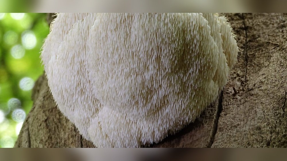Can Lion'S Mane Help You Study Better? A Student'S Guide to Mushroom Nootropics