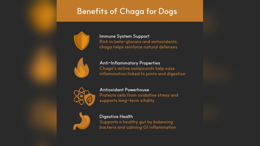 Chaga And Gut Inflammation: How Antioxidants Repair the Intestinal Lining