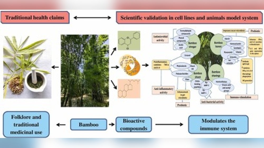 Chaga for Lupus: Exploring Immunomodulatory Potential