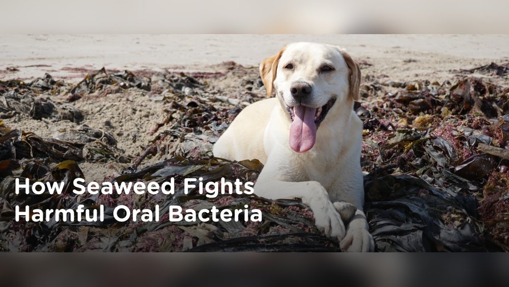 Chaga Mushroom for Oral Health: Fighting Bacteria And Gum Disease