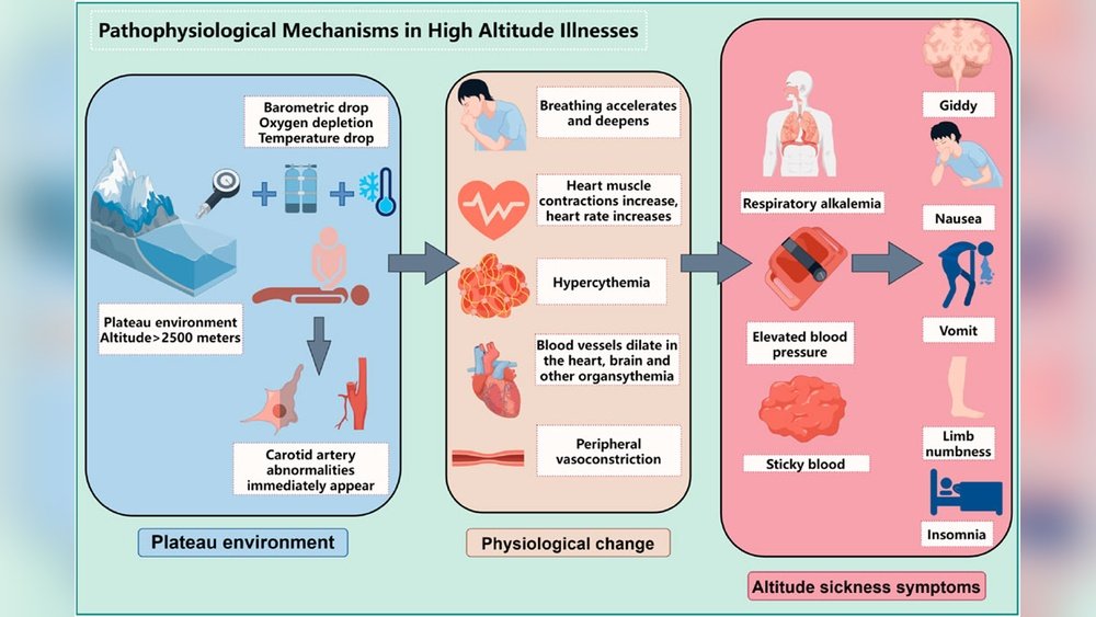 Cordyceps for Altitude Training: Adapting Faster at High Elevation