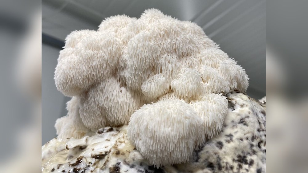 Cordyceps for Military And First Responders: Performance Under Pressure