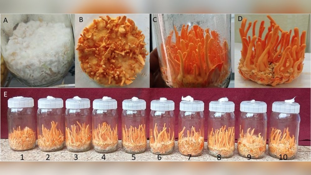 Cordyceps Militaris Home Cultivation: Rice Substrate Method Explained