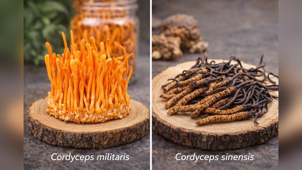 Cordyceps Militaris Vs Sinensis: Which Species Is Right for Your Goals