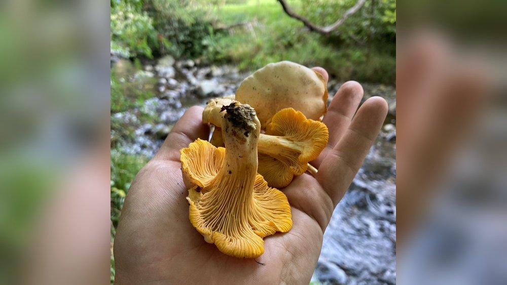 Foraging Black Trumpet Mushrooms: The Elusive Flavor Treasure