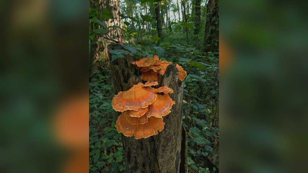 Foraging Chicken of the Woods: Identification And Safe Preparation