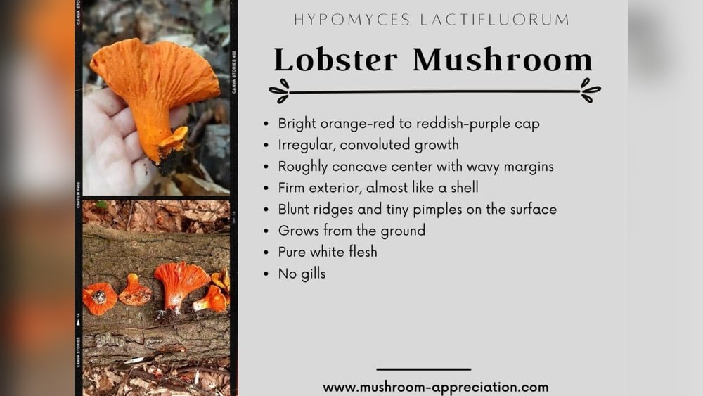 Foraging Lobster Mushrooms: The Parasite That Tastes Incredible