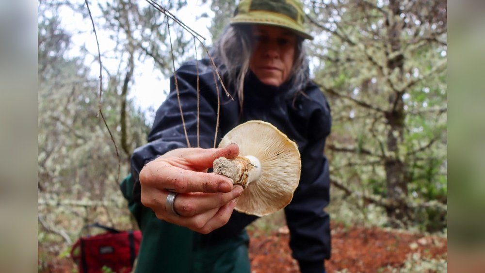 Foraging Matsutake Mushrooms: The World'S Most Prized Wild Fungus