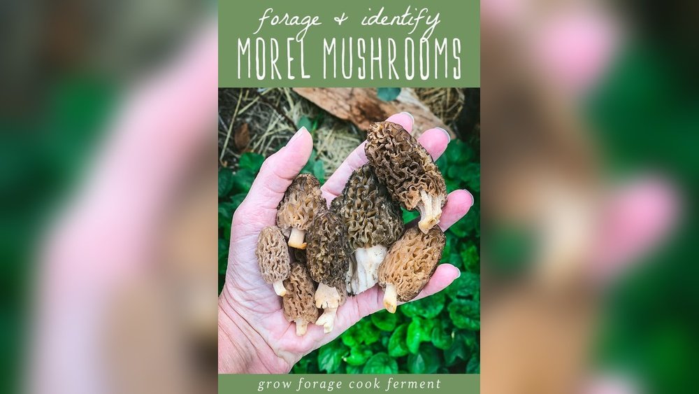 Foraging Morel Mushrooms: Where to Look And How to Identify Them
