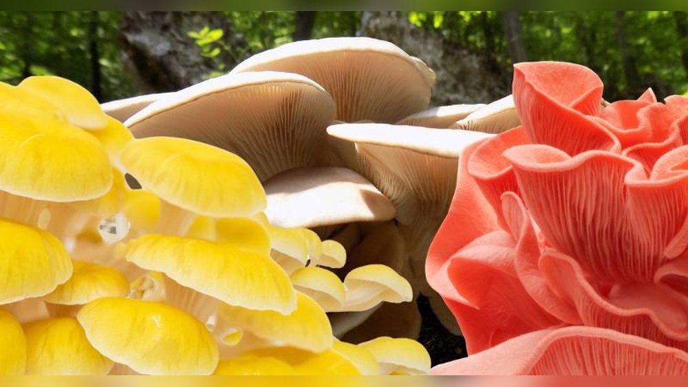 Foraging Oyster Mushrooms: Identification And Season And Habitat Guide