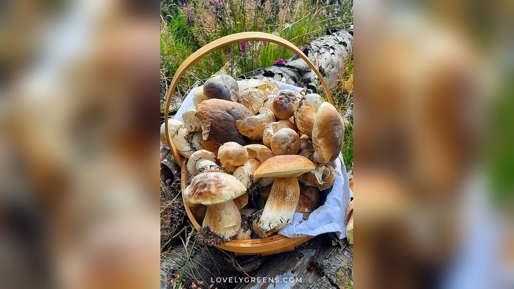 Foraging Porcini Mushrooms: Habitat And Season And And Cooking Tips