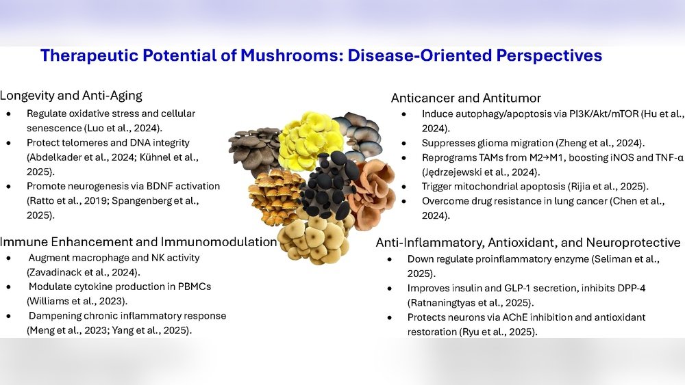 Functional Mushrooms And Antibiotic Resistance: An Immunological Perspective