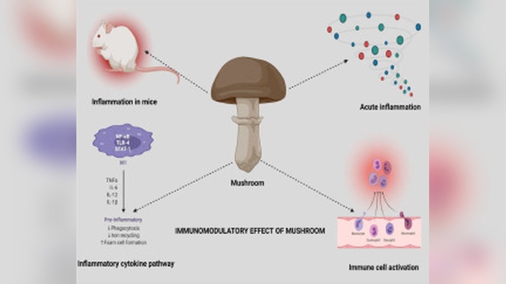 Functional Mushrooms for Migraine Prevention: Anti-Inflammatory Pathways