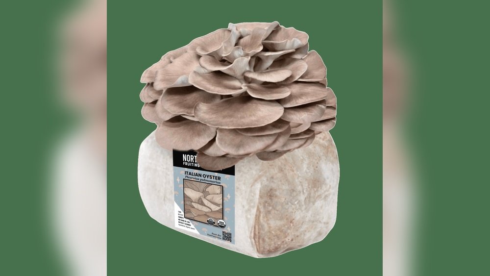 Growing Oyster Mushrooms for Beginners: The Easiest Species to Start With
