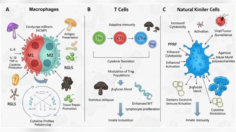How Chaga Polysaccharides Activate Natural Killer Cells