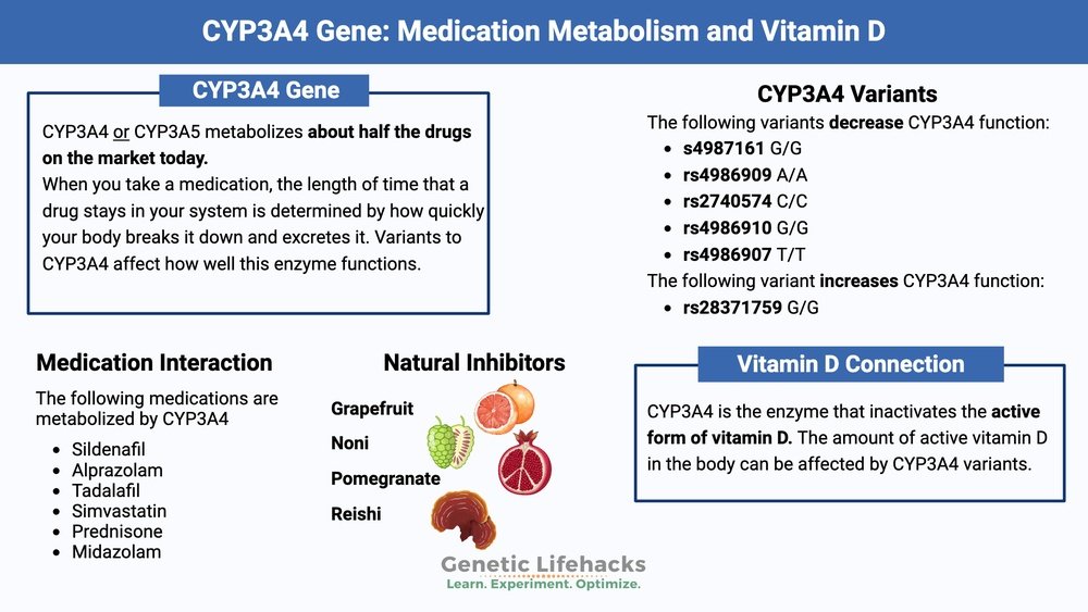 How Functional Mushrooms Interact With Common Prescription Medications