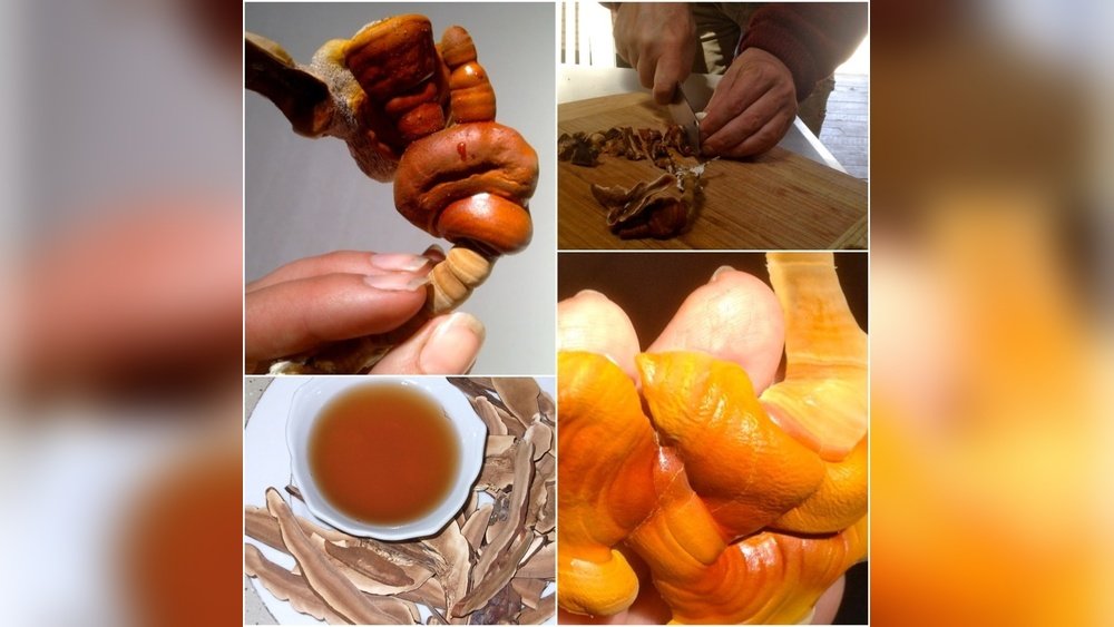 How to Brew Reishi Mushroom Tea That Actually Tastes Good