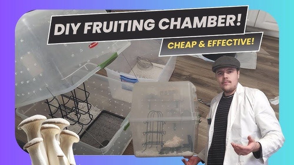 How to Build a Mushroom Fruiting Chamber on a Budget