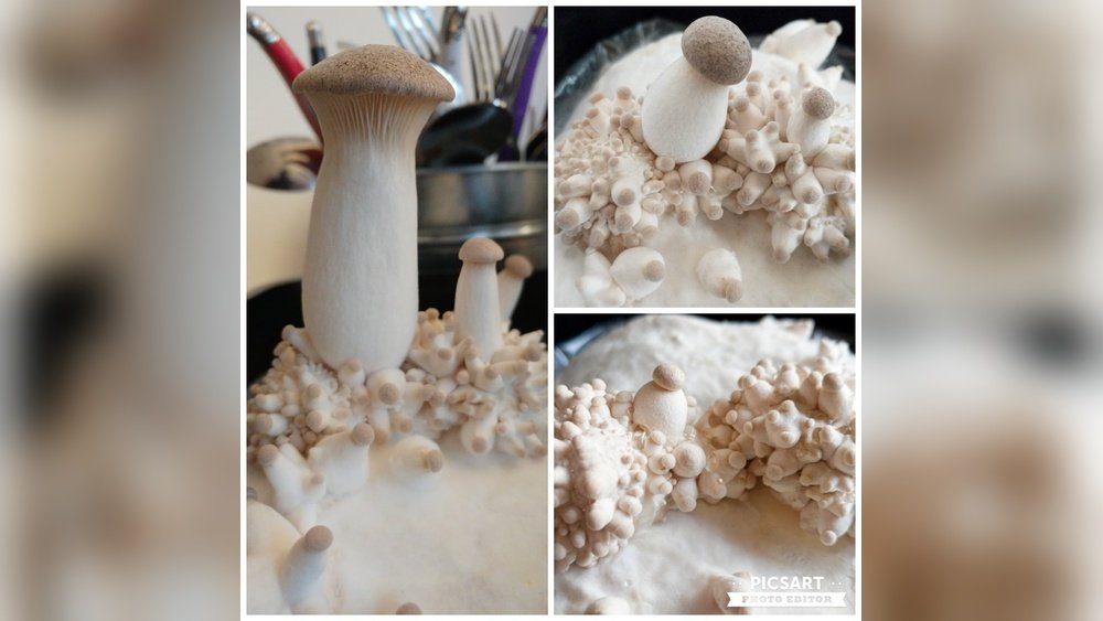 How to Grow King Trumpet Mushrooms: Substrate And Conditions And Harvest