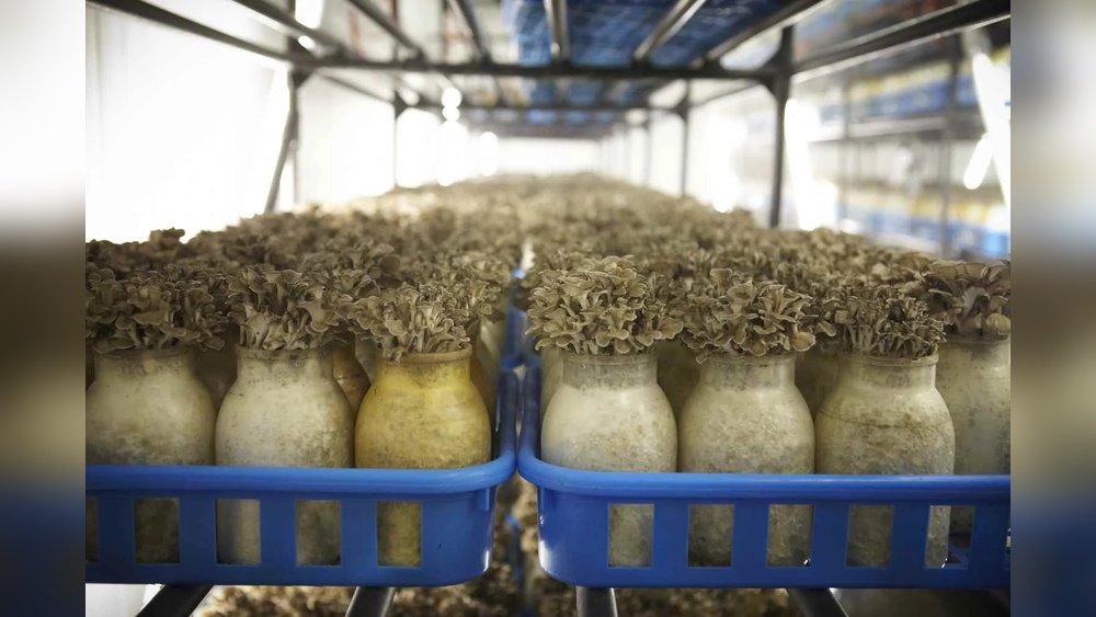 How to Grow Maitake Mushrooms: Indoor And Outdoor Methods Compared