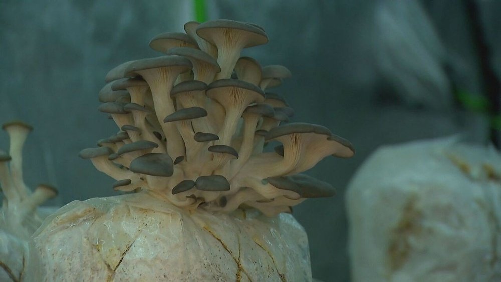 How to Grow Mushrooms on Coffee Grounds: A Zero-Waste Approach