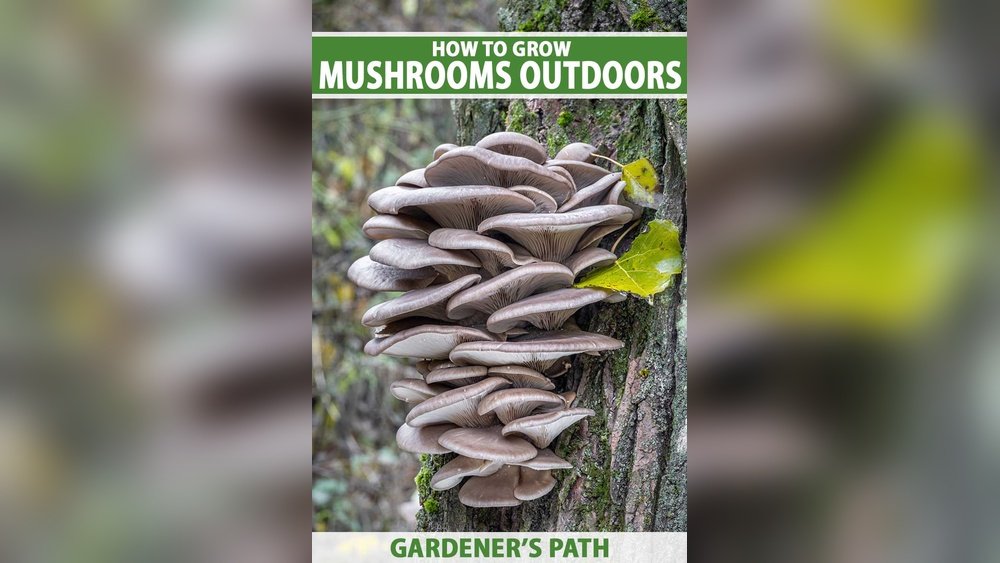 How to Grow Mushrooms Outdoors: Beds And Logs And Stump Cultivation