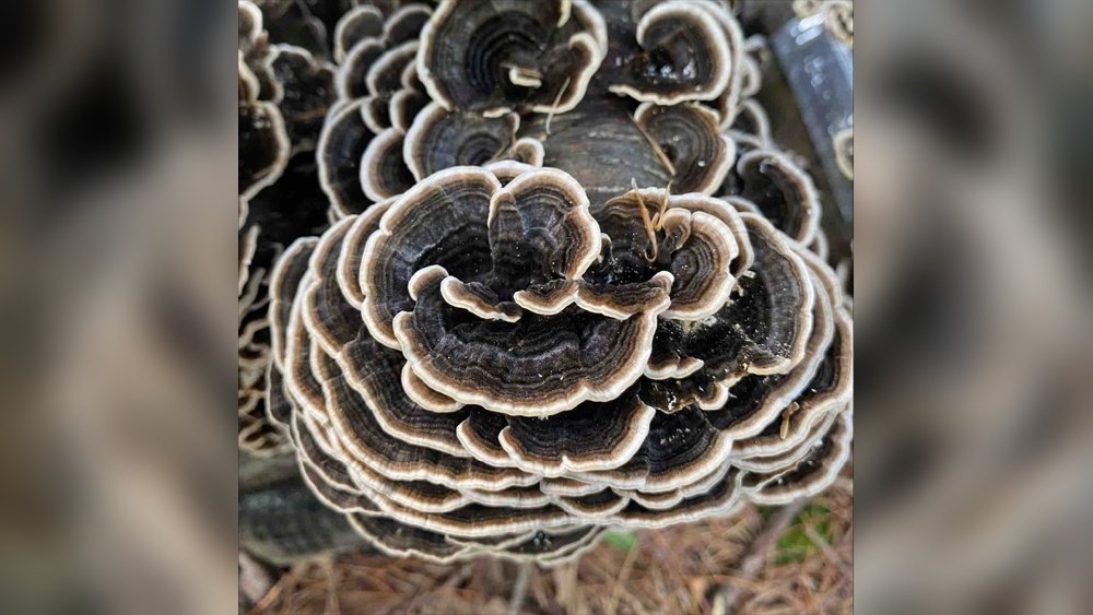 How to Grow Turkey Tail Mushrooms on Hardwood Logs
