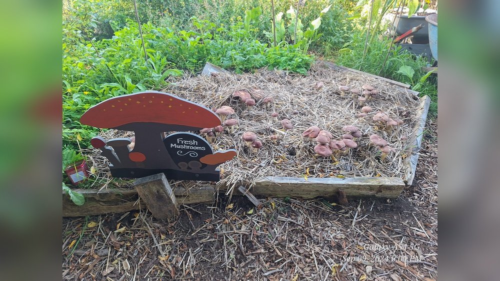 How to Grow Wine Cap Mushrooms in Your Garden Beds