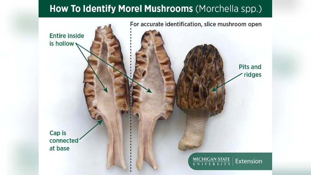 How to Identify False Morels And Avoid a Dangerous Mistake