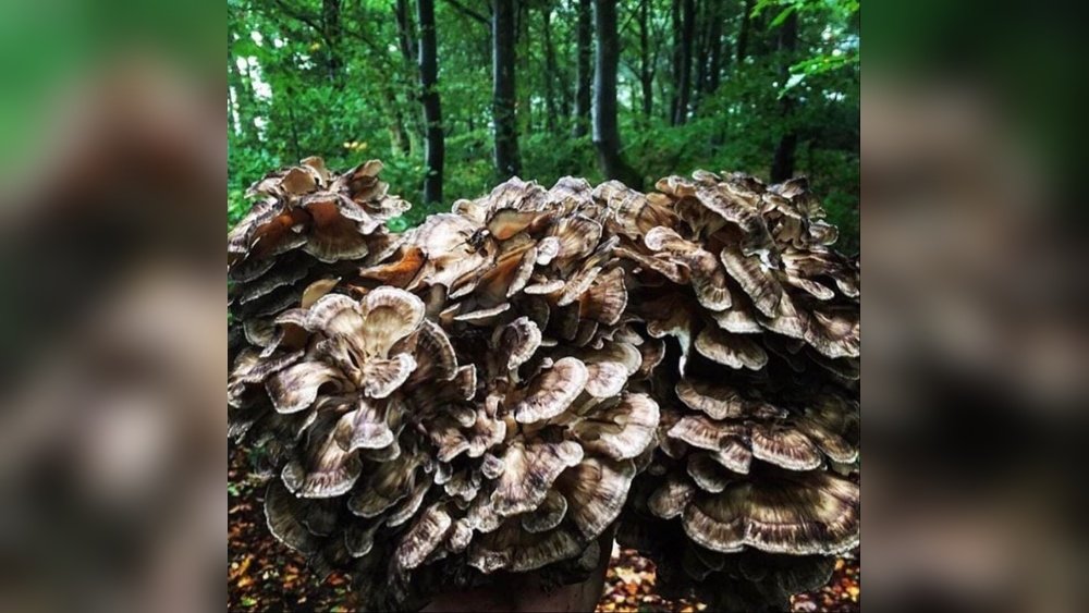 How to Identify Hen of the Woods (Maitake) in the Wild
