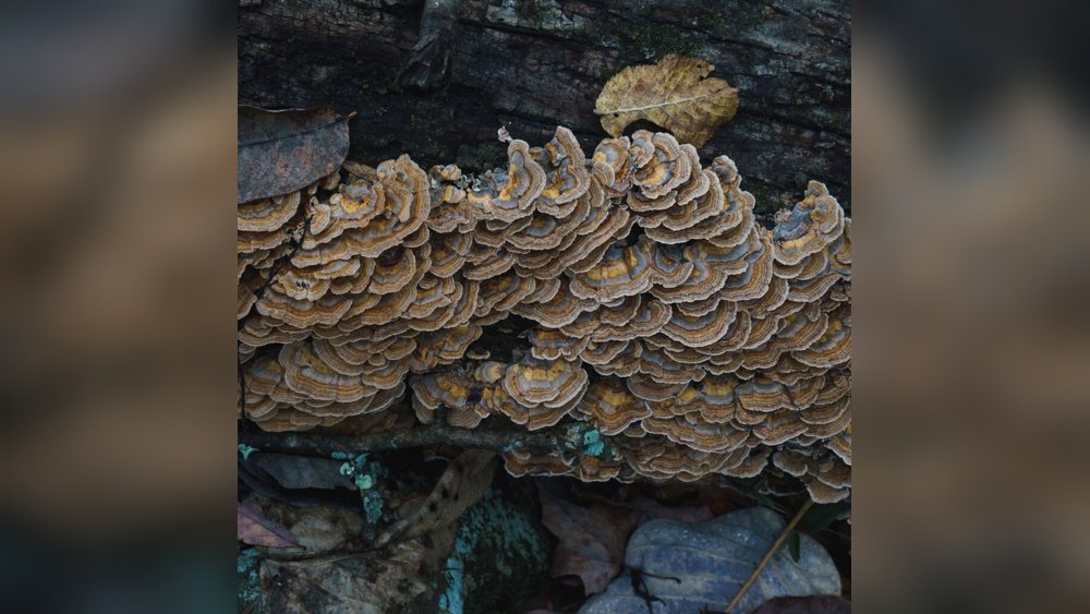 How to Identify Real Turkey Tail Vs Common Lookalikes in the Wild
