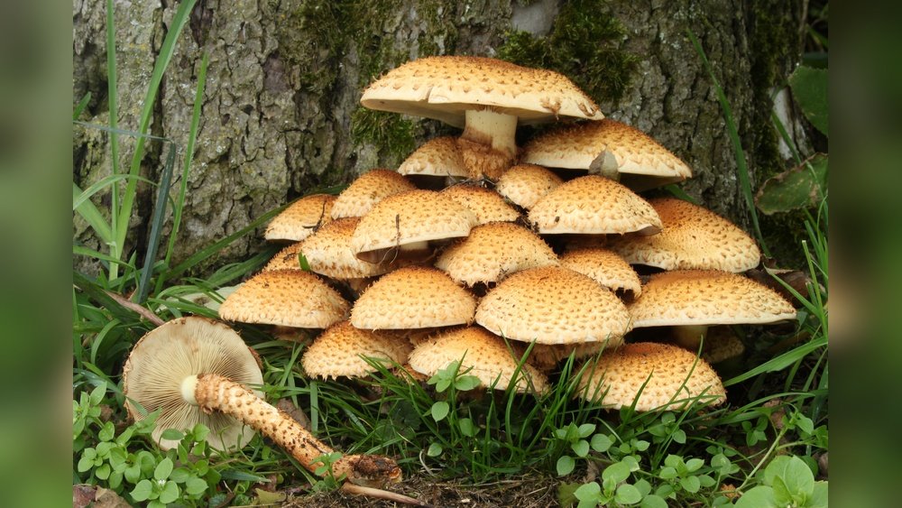 How to Identify Reishi Mushroom in the Wild: Color And Shape And Habitat