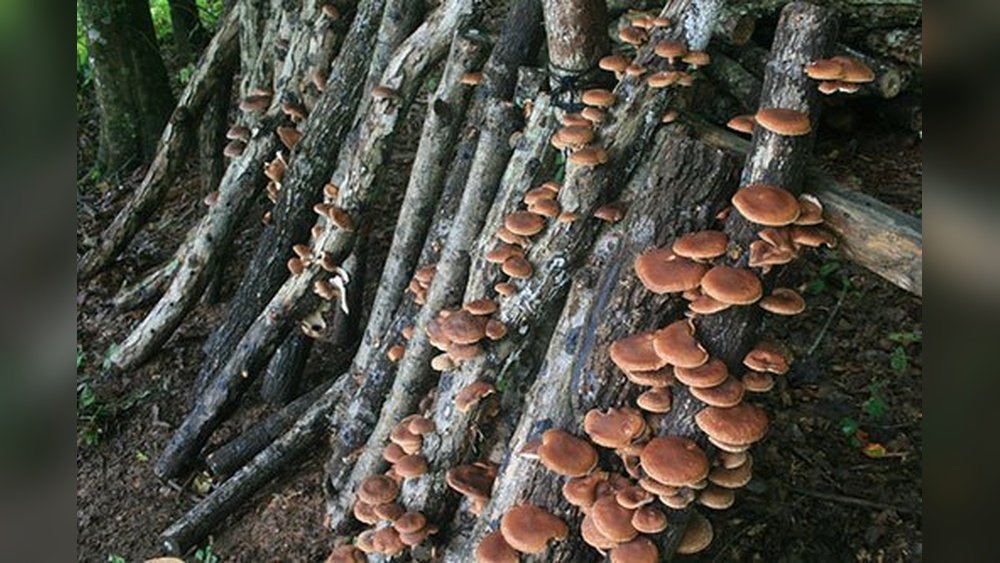 How to Inoculate Logs for Shiitake And Other Hardwood Mushrooms