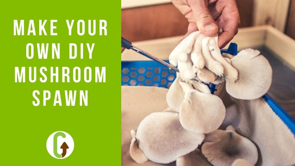How to Make Your Own Mushroom Spawn from Scratch
