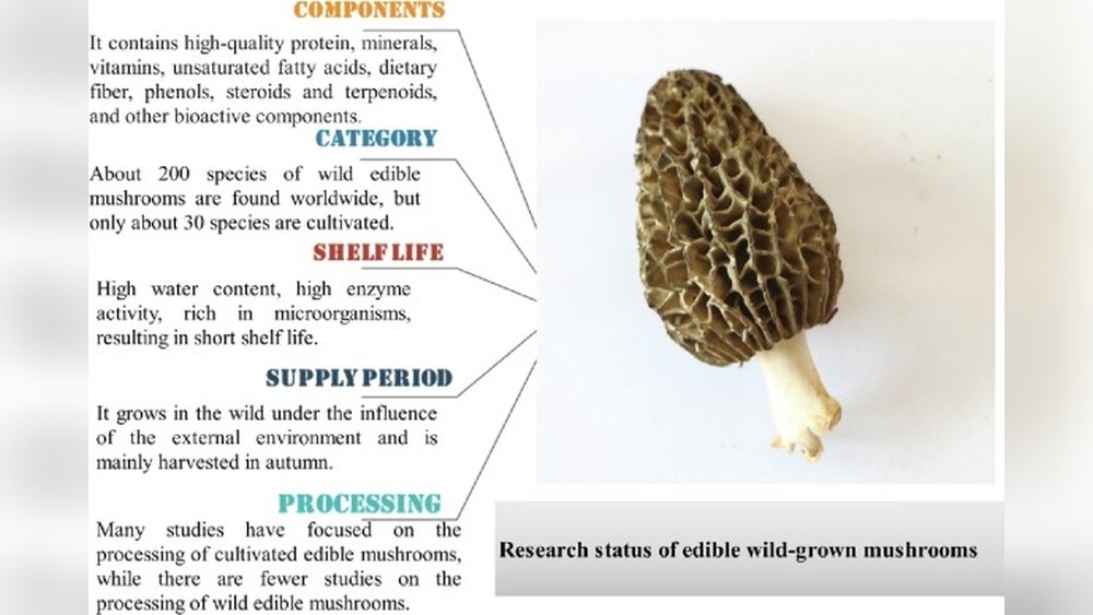 How to Process Wild-Harvested Mushrooms for Maximum Shelf Life