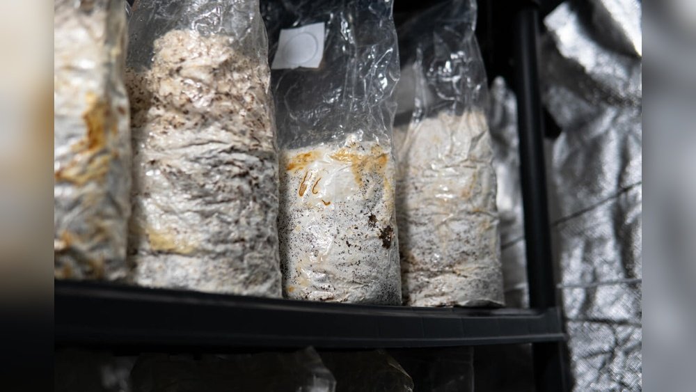 How to Tell If Your Mushroom Substrate Is Fully Colonized: Visual Cues