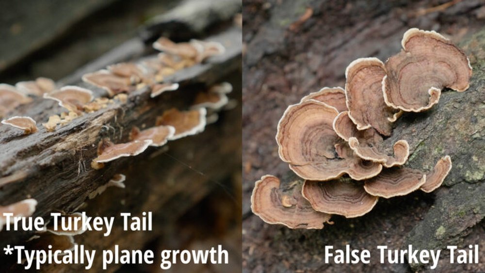 How to Tell Turkey Tail from False Turkey Tail: A Visual Identification Guide