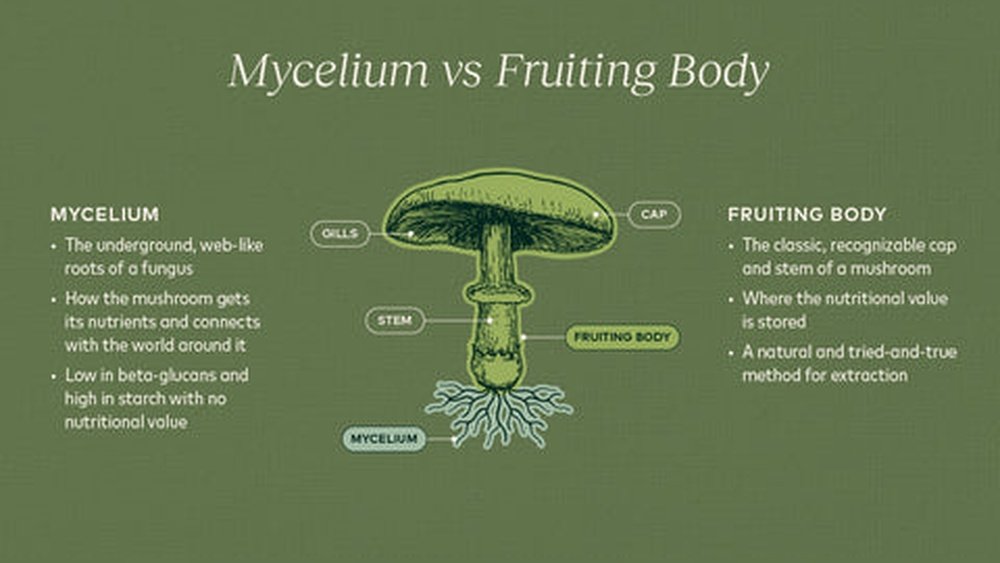 How Turkey Tail Mycelium Differs from the Fruiting Body for Gut Health