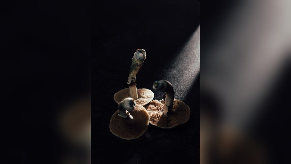 Lion'S Mane And Psilocybin: Understanding the Stamets Stack