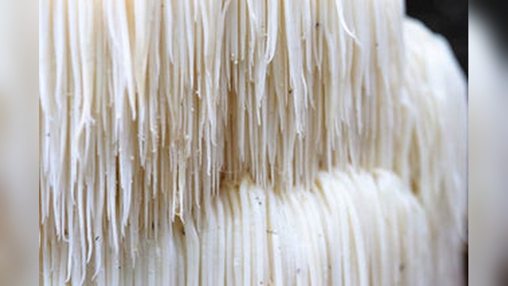 Lion'S Mane Before Bed: Will It Keep You Awake Or Help You Sleep?