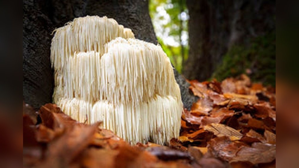 Lion'S Mane Dosage Guide: How Much Should You Really Take?