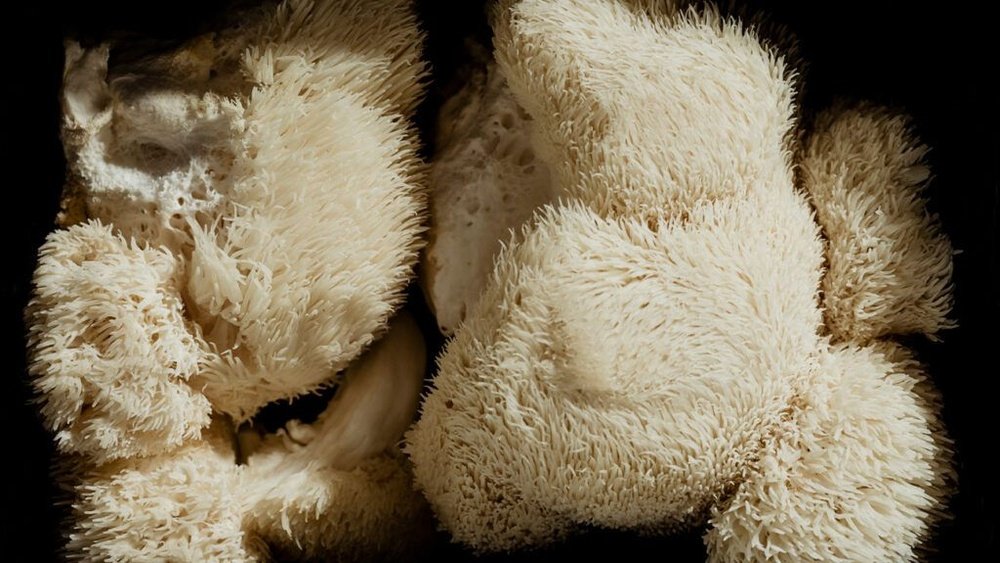 Lion'S Mane for Adhd: Can This Mushroom Improve Focus And Attention?