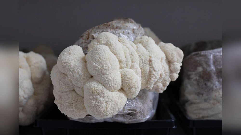 Lion'S Mane Fruiting Body Vs Mycelium: Which One Actually Helps Your Brain