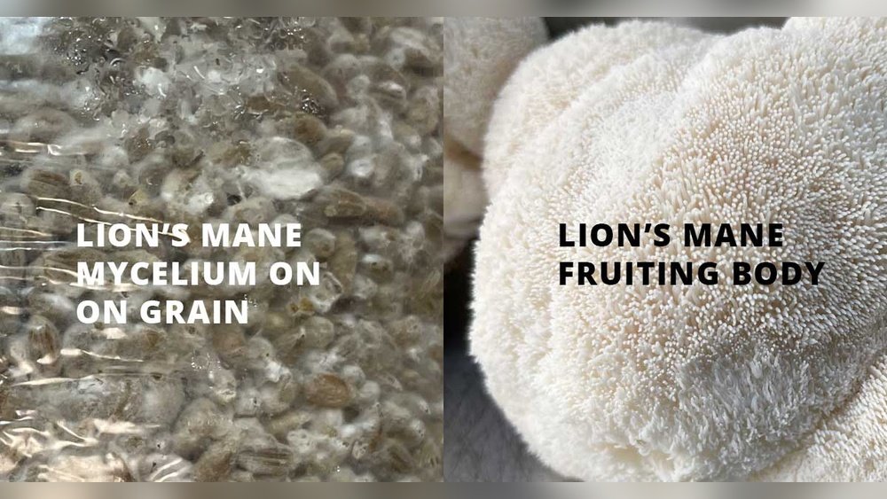 Lion'S Mane Mycelium Vs Fruiting Body: Which Has More Brain Benefits?