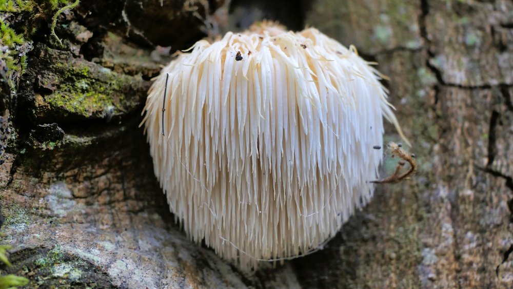 Lion'S Mane Side Effects: What You Need to Know Before Taking It